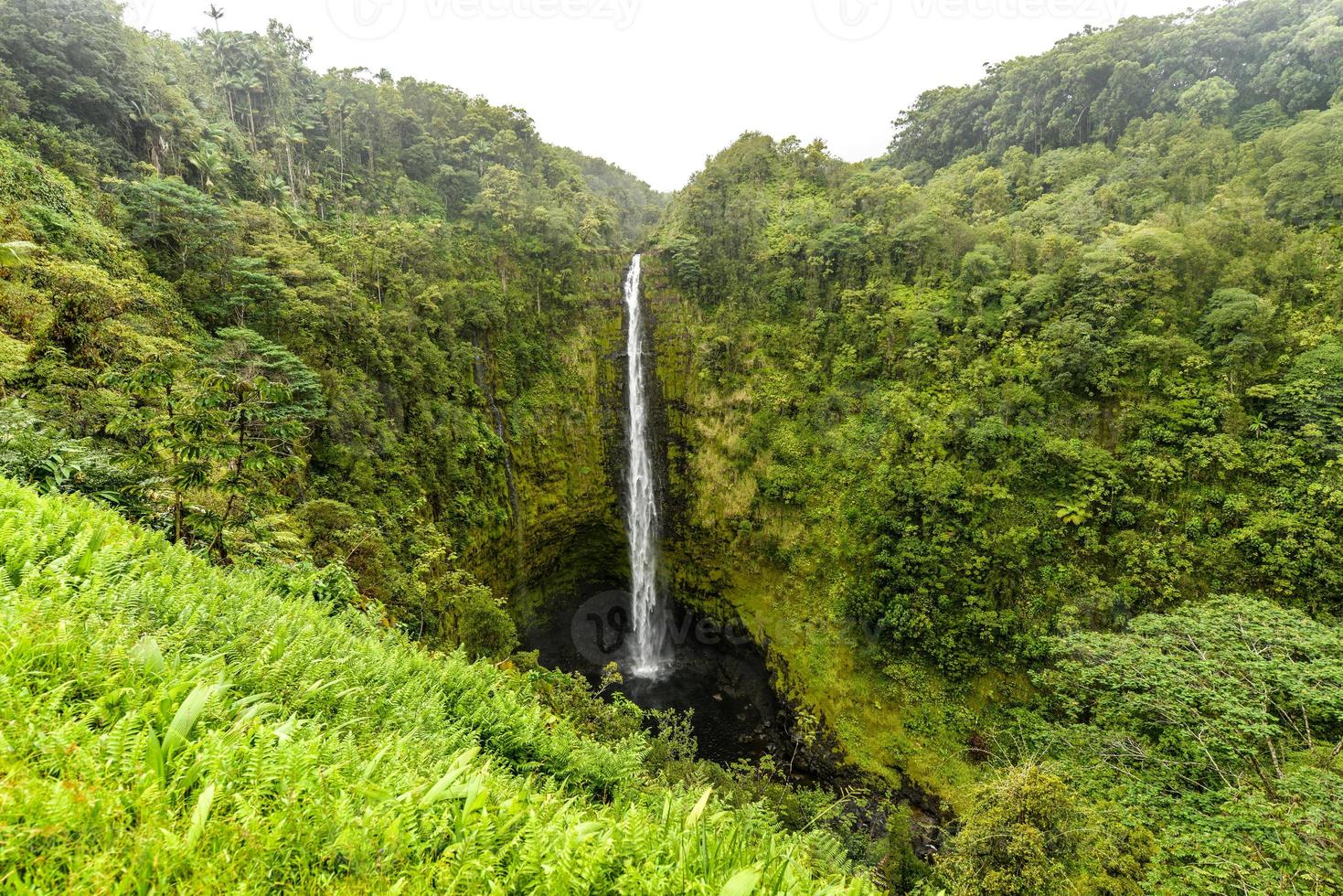 Akaka falls Hawaii, Big Island photo