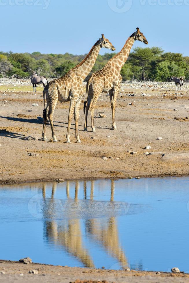Giraffe - Etosha, Namibia photo