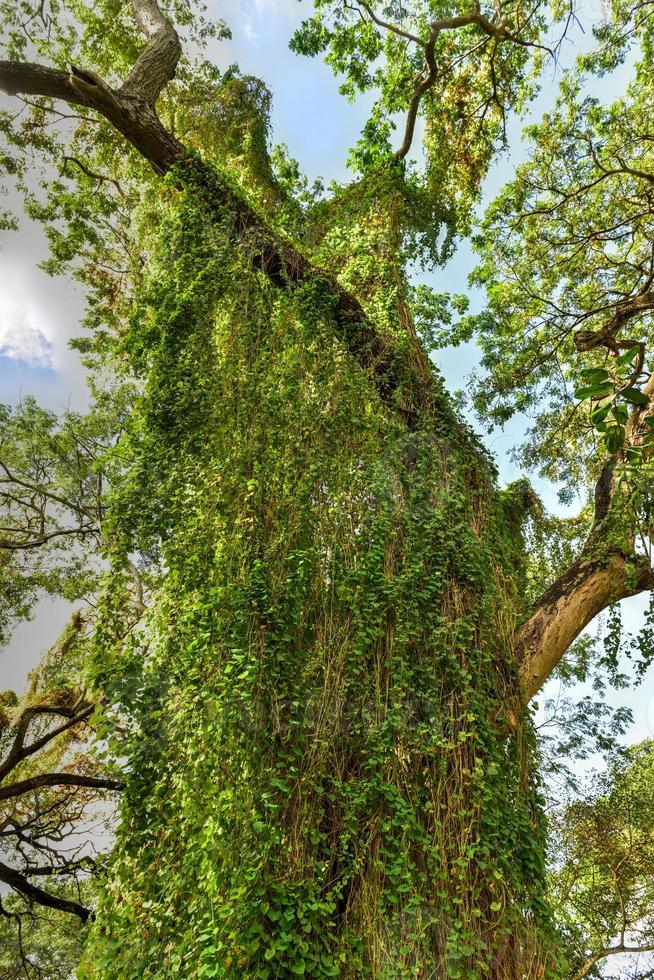 Almendares Park in the Great Metropolitan Park, also known as the forest of Havana in Cuba. photo