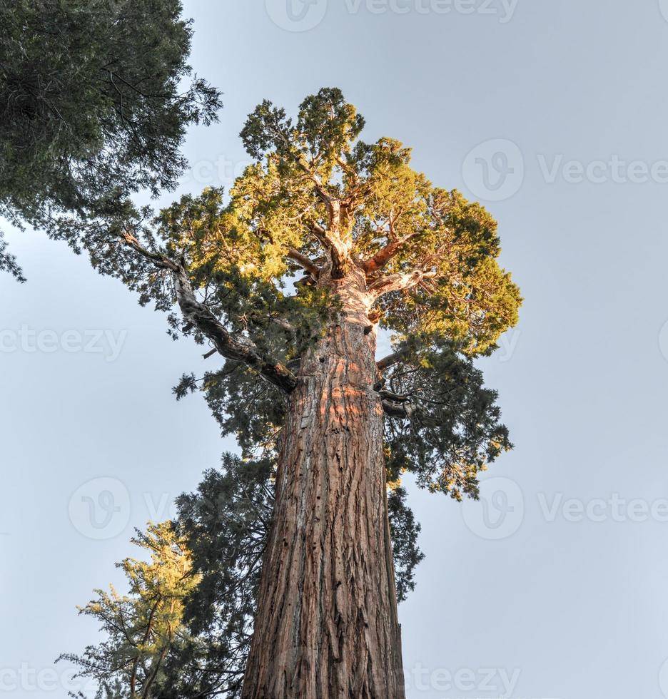 General Grant Sequoia Tree, Kings Canyon National Park photo