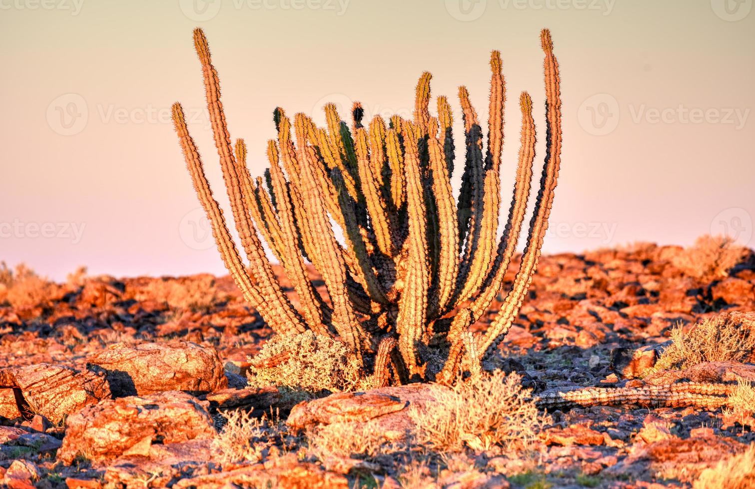 Cactus - Namibia photo