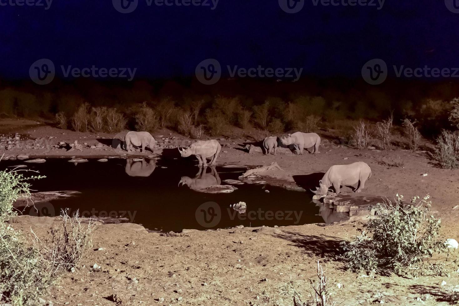 Watering Hole - Etosha, Namibia photo