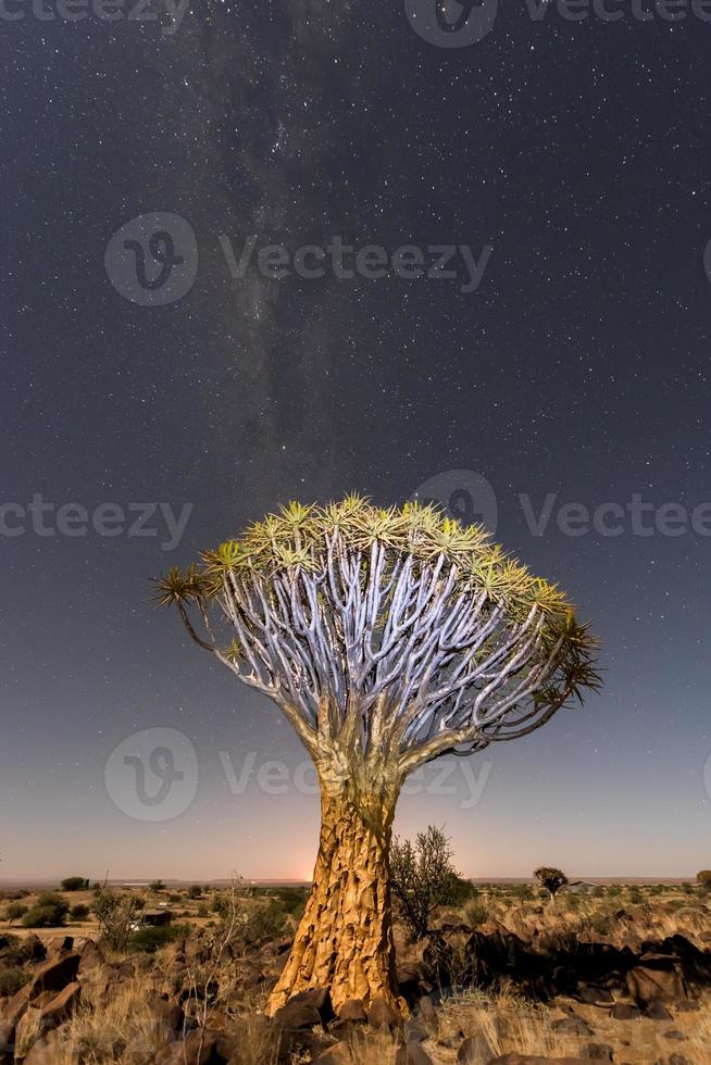 bosque de árboles carcaj - nambia foto