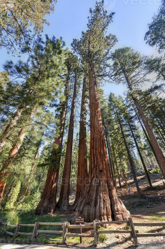 el soltero y tres gracias, mariposa grove, yosemite foto