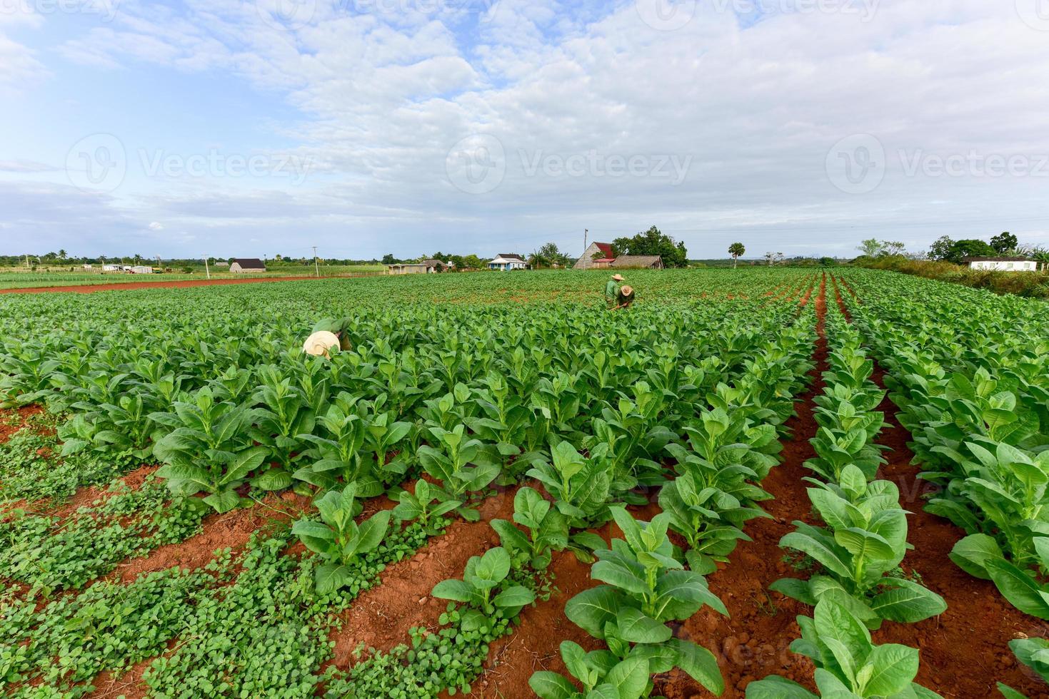 Tobacco field in the Vinales valley, north of Cuba. photo