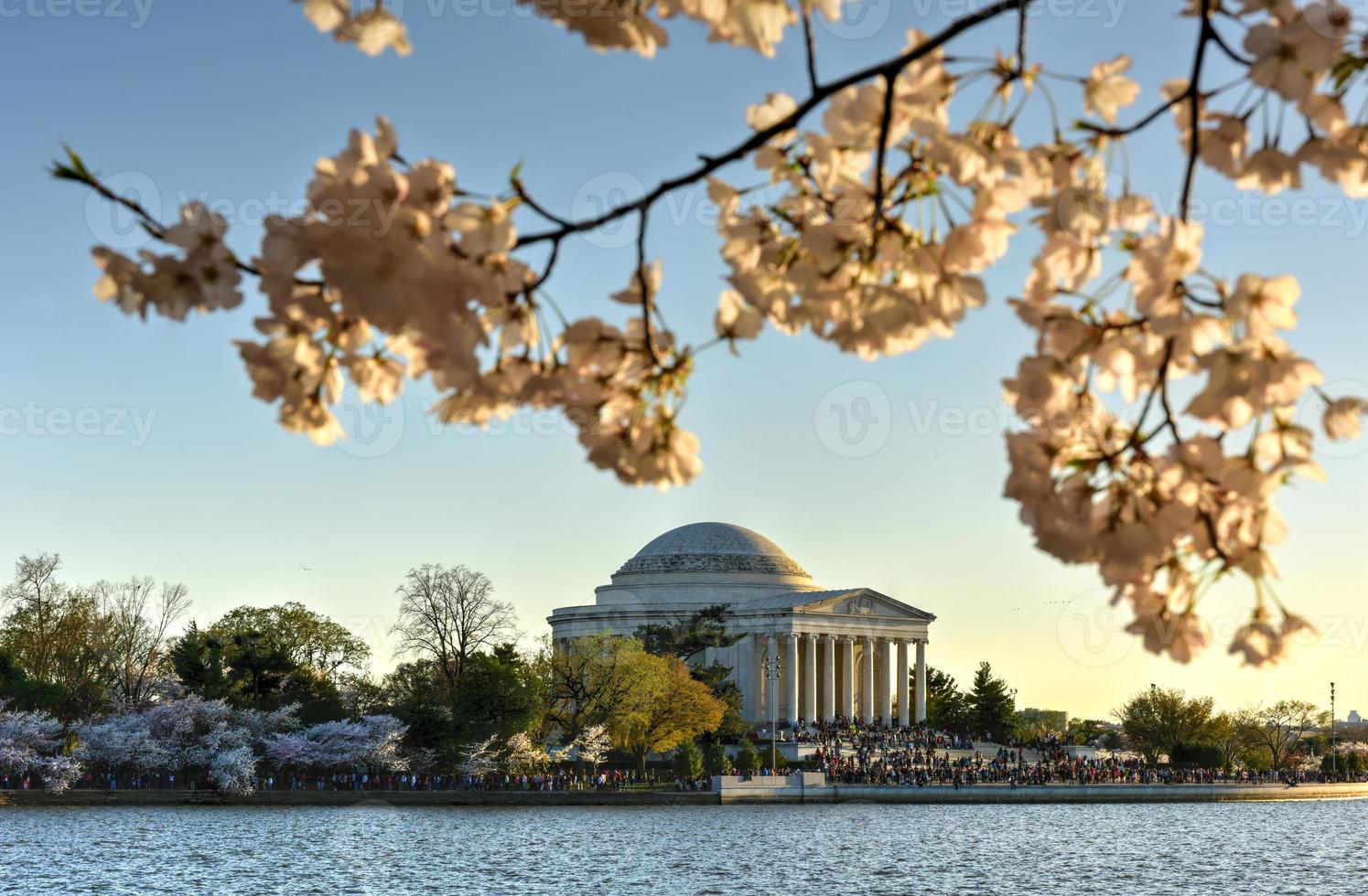 Cherry Blossom Festival - Washington, D.C. photo