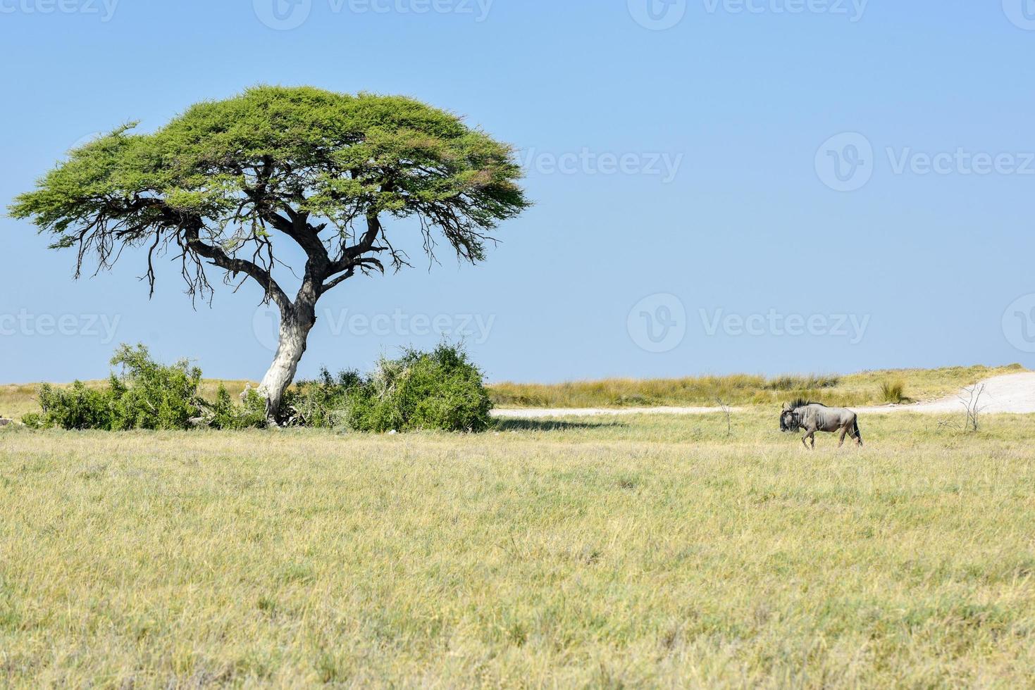 Wildebeest in Etosha National Park photo