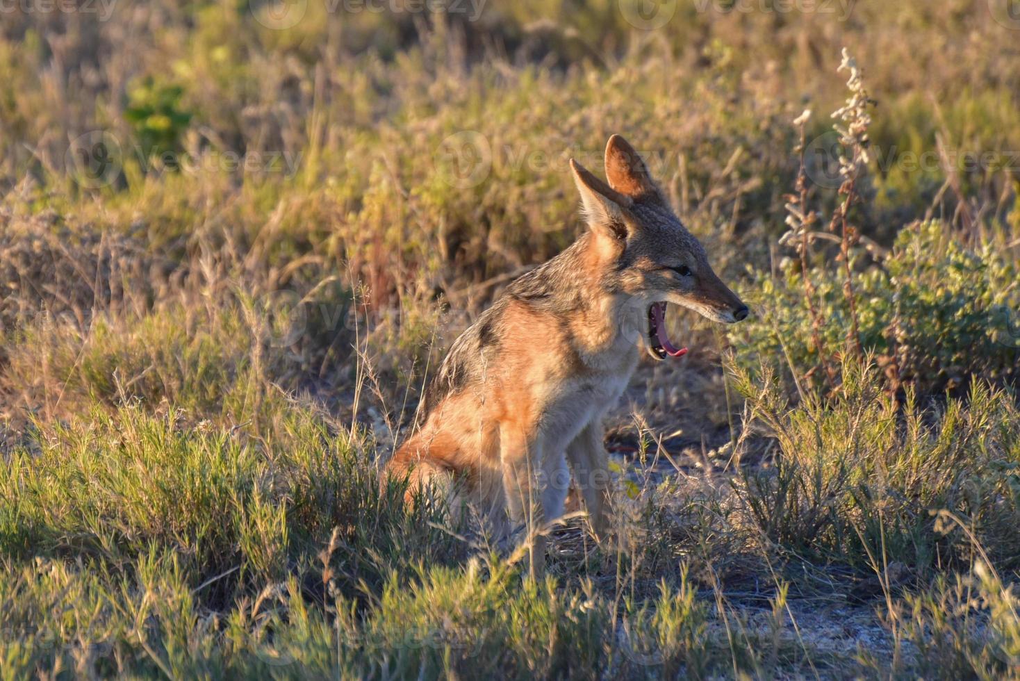 Jackal - Etosha, Namibia photo