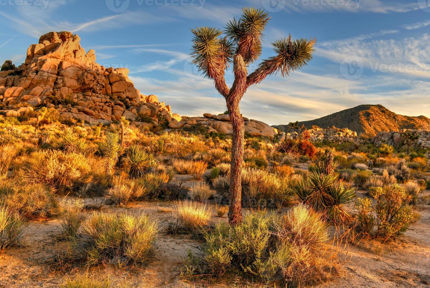 Beautiful landscape in Joshua Tree National Park in California. photo