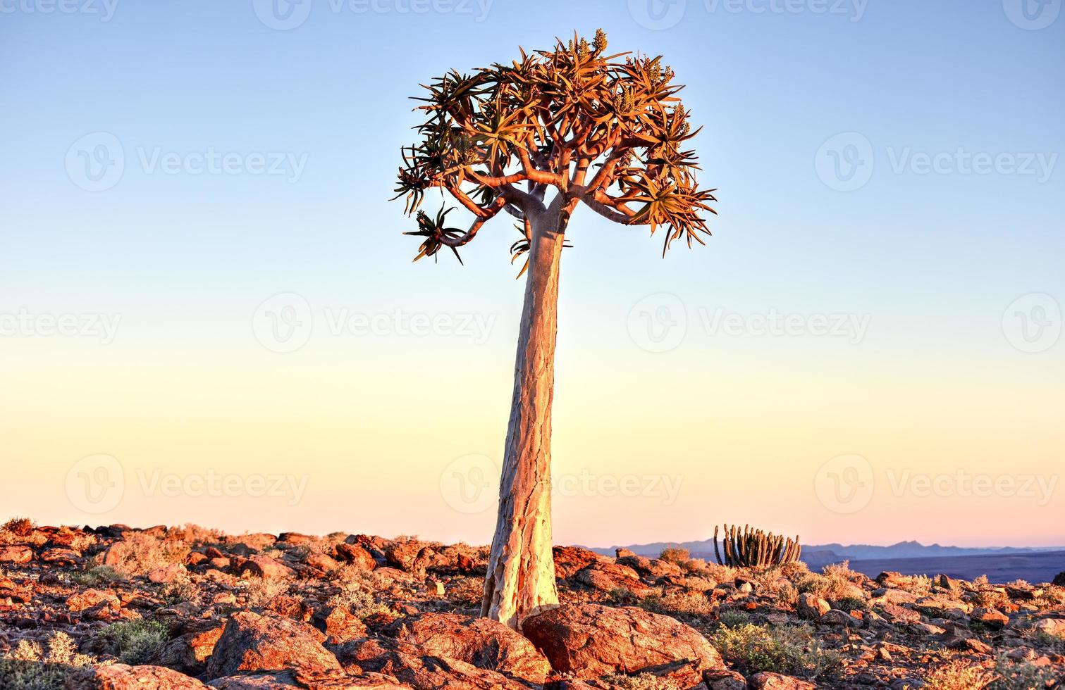 árbol carcaj - namibia foto