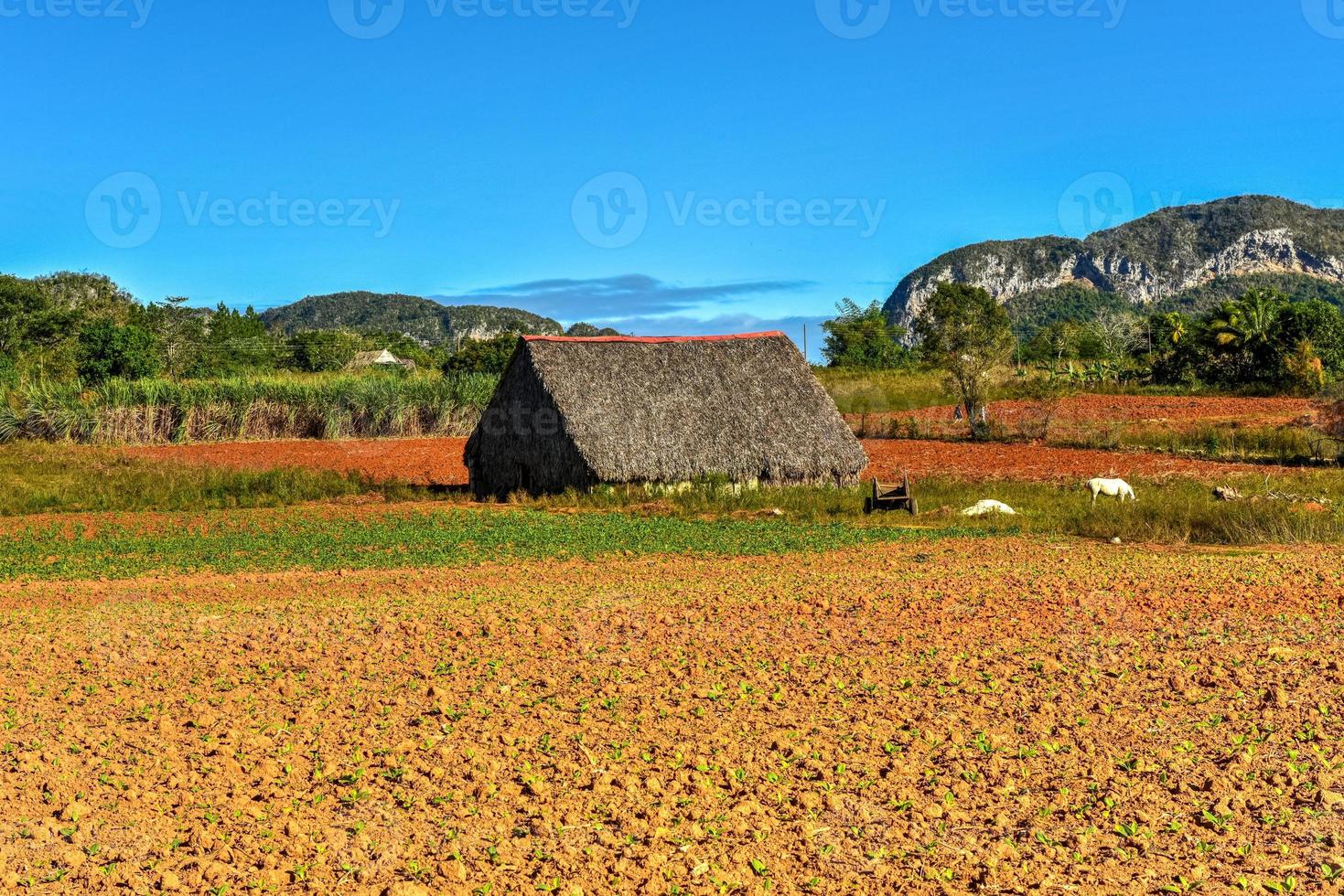 Tobacco field in the Vinales Valley, north of Cuba. photo