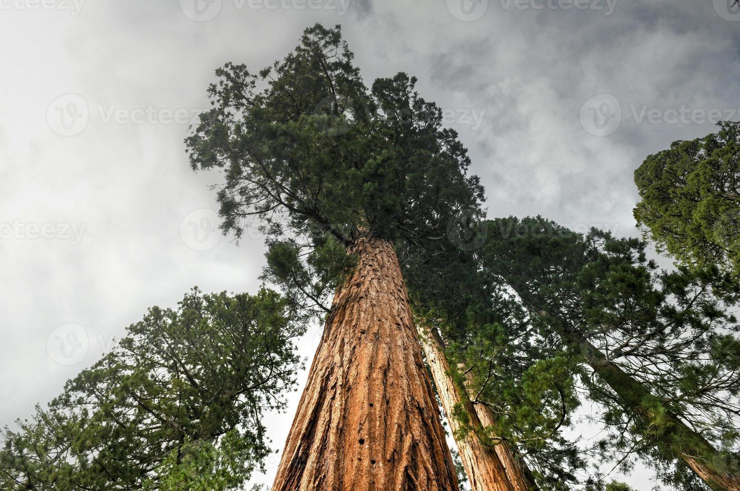 Giant Sequoia trees in Mariposa Grove, Yosemite National Park, California, USA photo