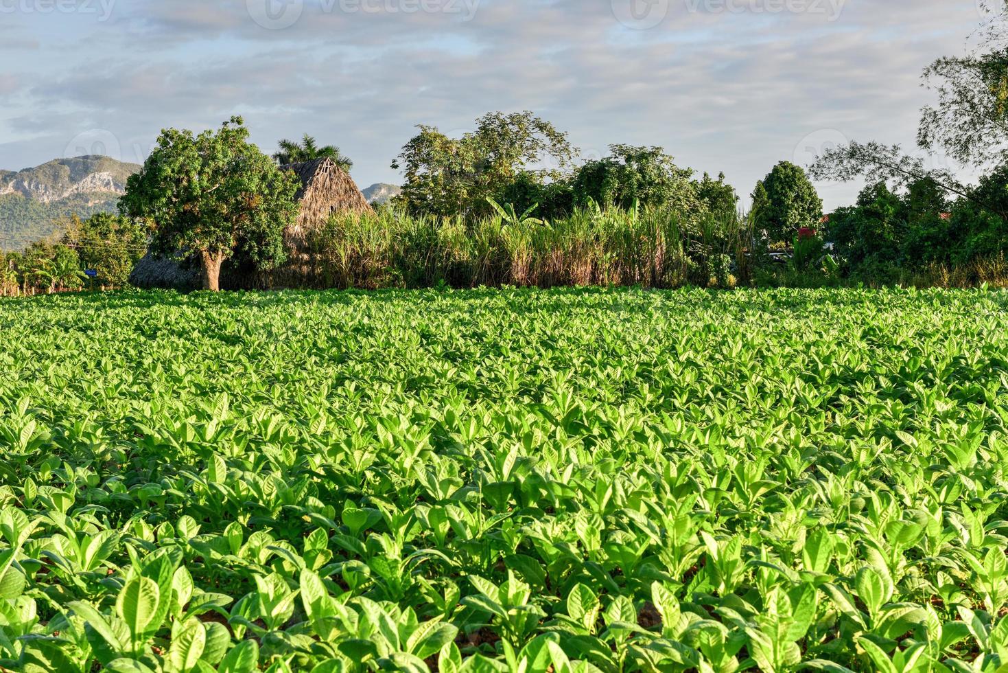 Tobacco field in the Vinales valley, north of Cuba. photo