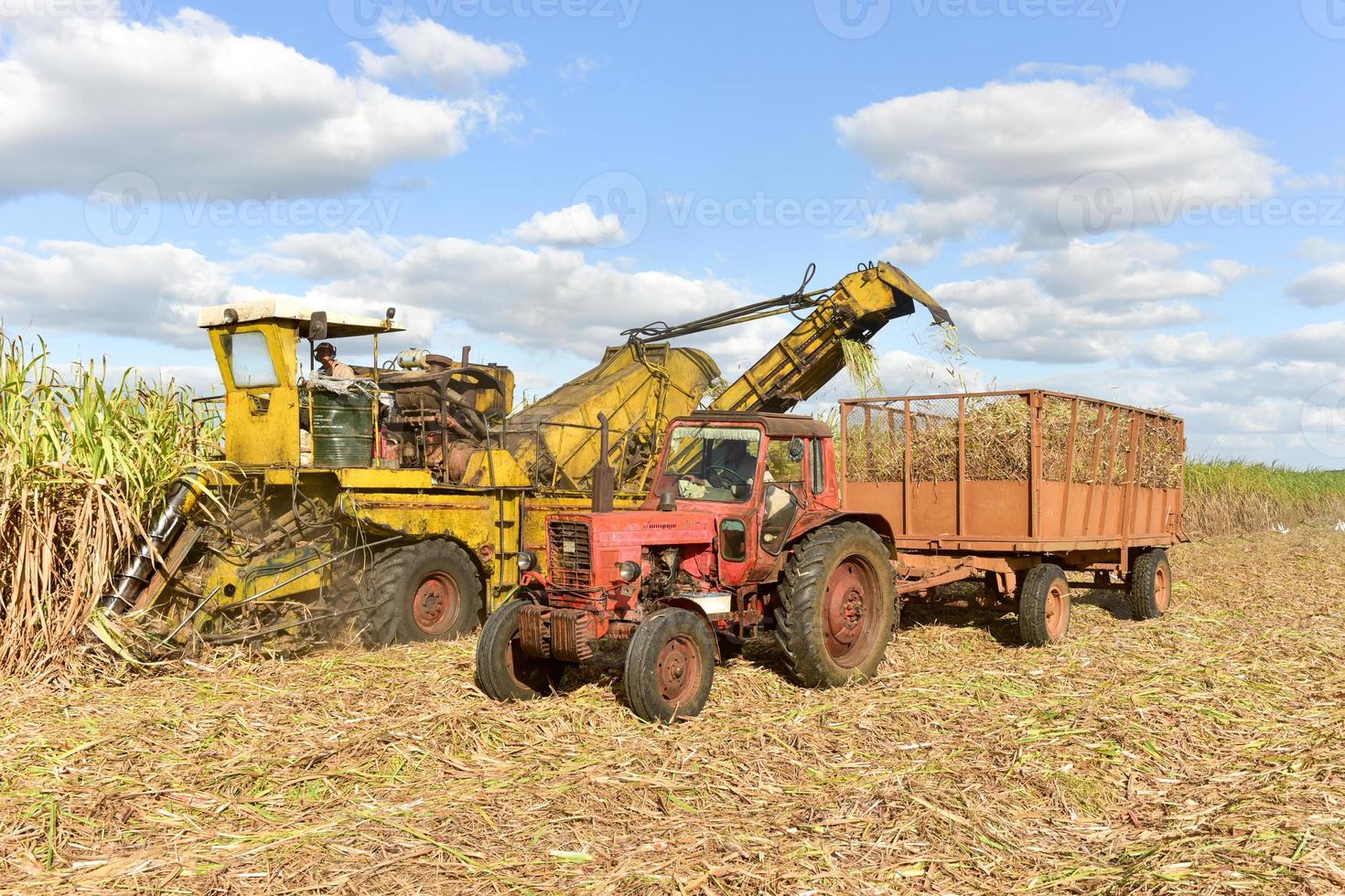 Sugar cane fields in the process of being harvested in Guayabales, Cuba. photo