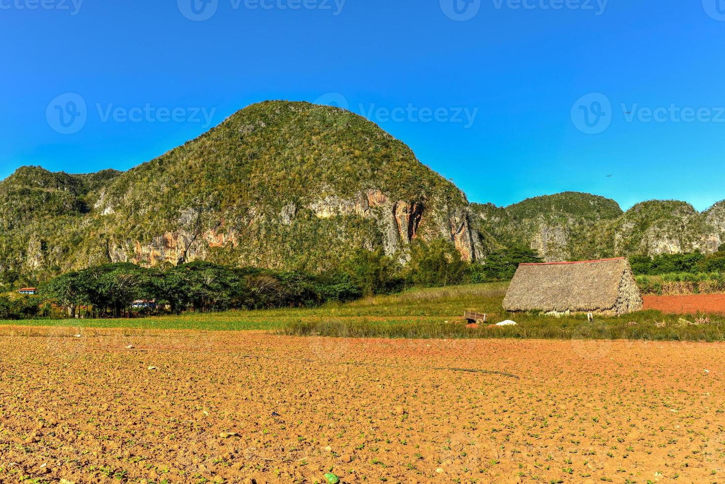 Tobacco field in the Vinales Valley, north of Cuba. photo