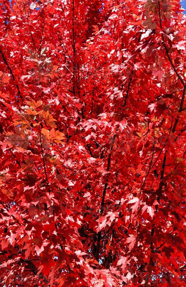Adirondacks Red Fall Foliage, New York photo