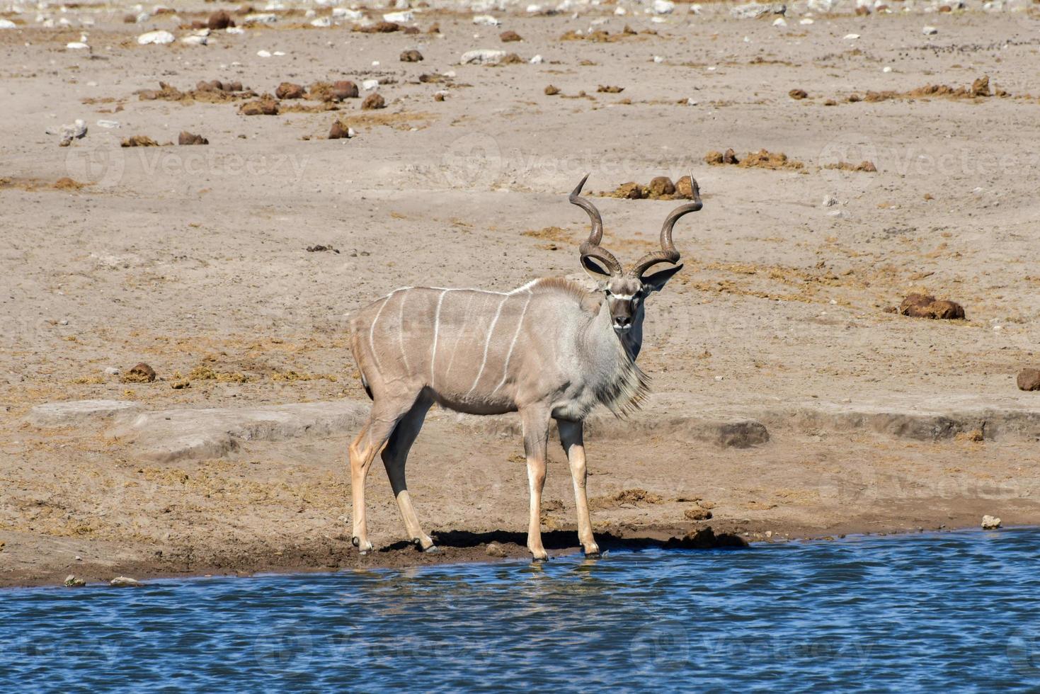 Kudu - Etosha, Namibia photo