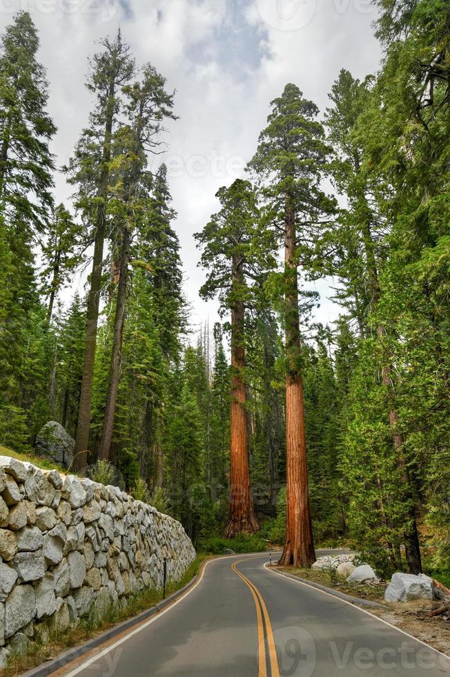 Giant Sequoia trees in Mariposa Grove, Yosemite National Park, California, USA photo