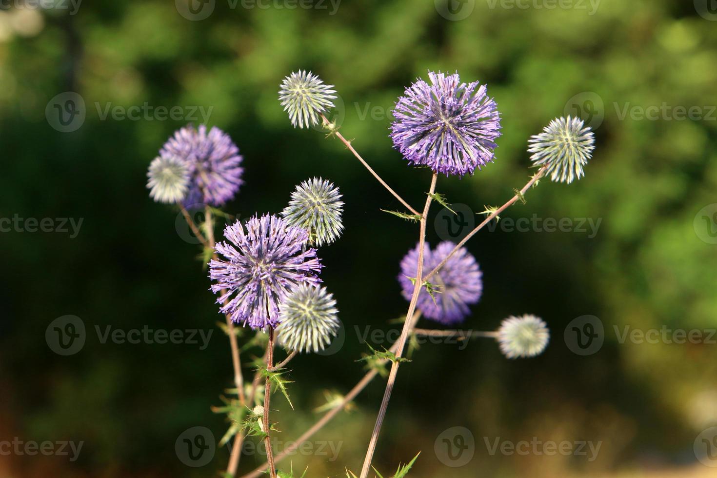 Summer flowers in a city park in Israel. photo