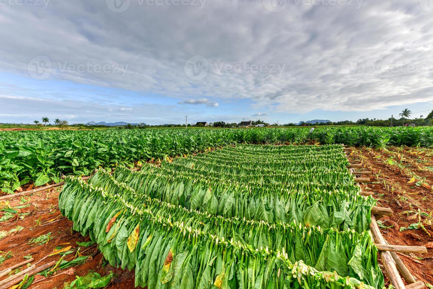 Tobacco field in the Vinales valley, north of Cuba. photo