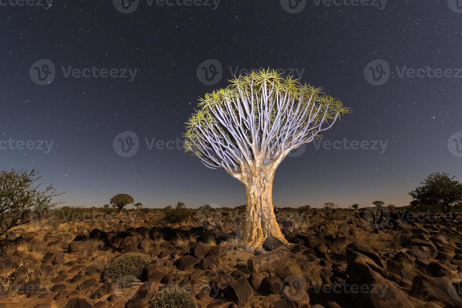 Quiver Tree Forest - Nambia photo