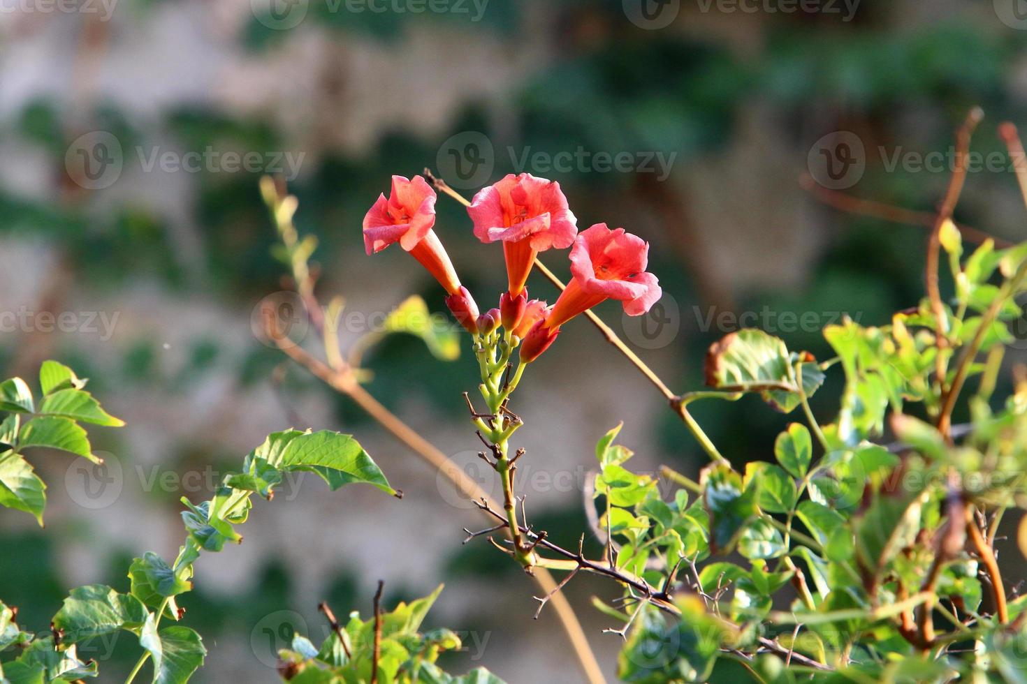 Summer flowers in a city park in Israel. photo