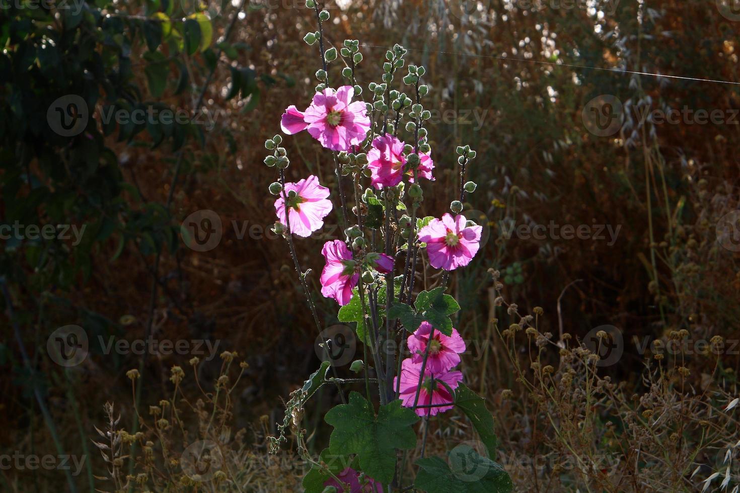 Summer flowers in a city park in Israel. photo