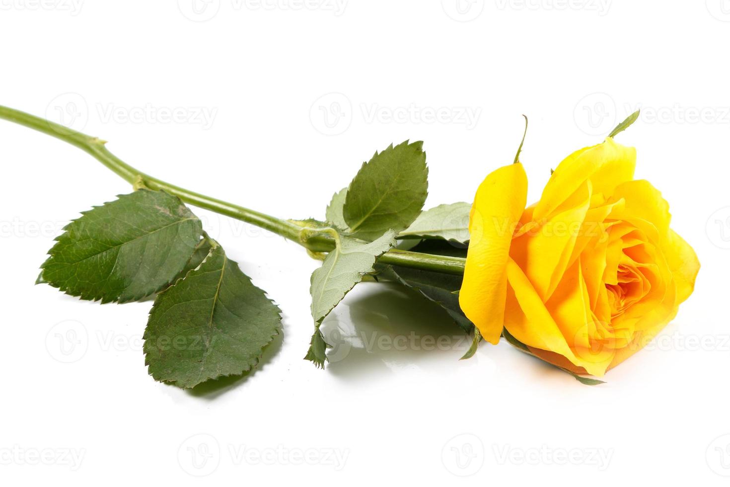 Yellow rose flower 16198359 Stock Photo at Vecteezy