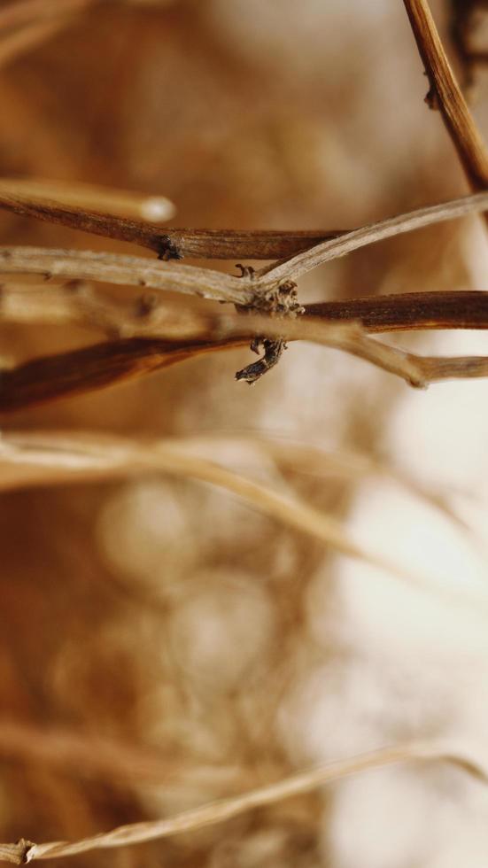 Closeup Of Dried Leaves and Twigs In Forest in Karachi Pakistan 2022 photo