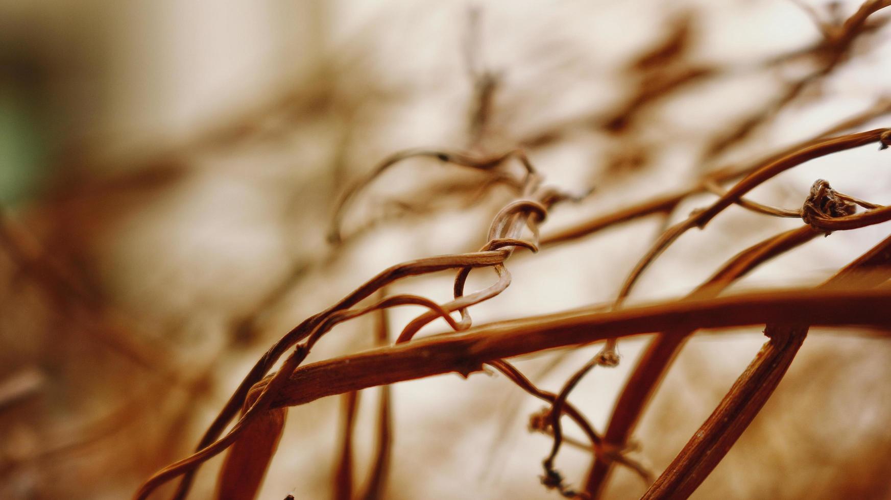 Closeup Of Dried Leaves and Twigs In Forest in Karachi Pakistan 2022 photo