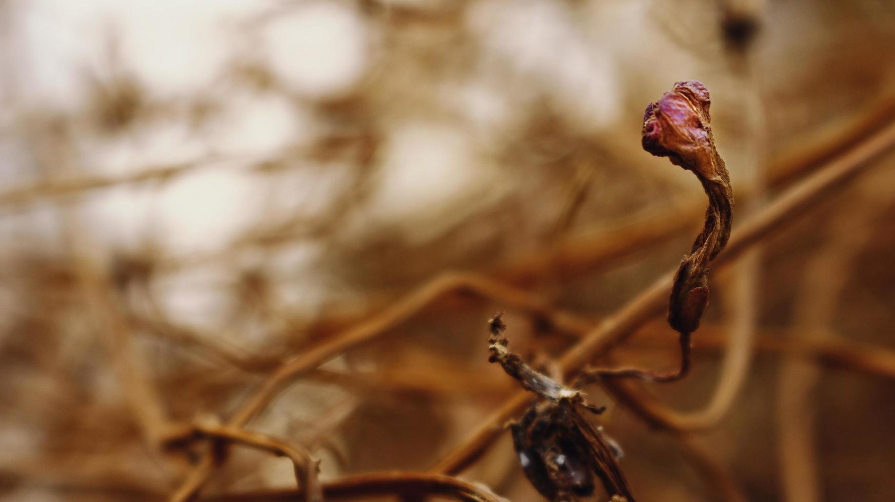 Closeup Of Dried Leaves and Twigs In Forest in Karachi Pakistan 2022 photo