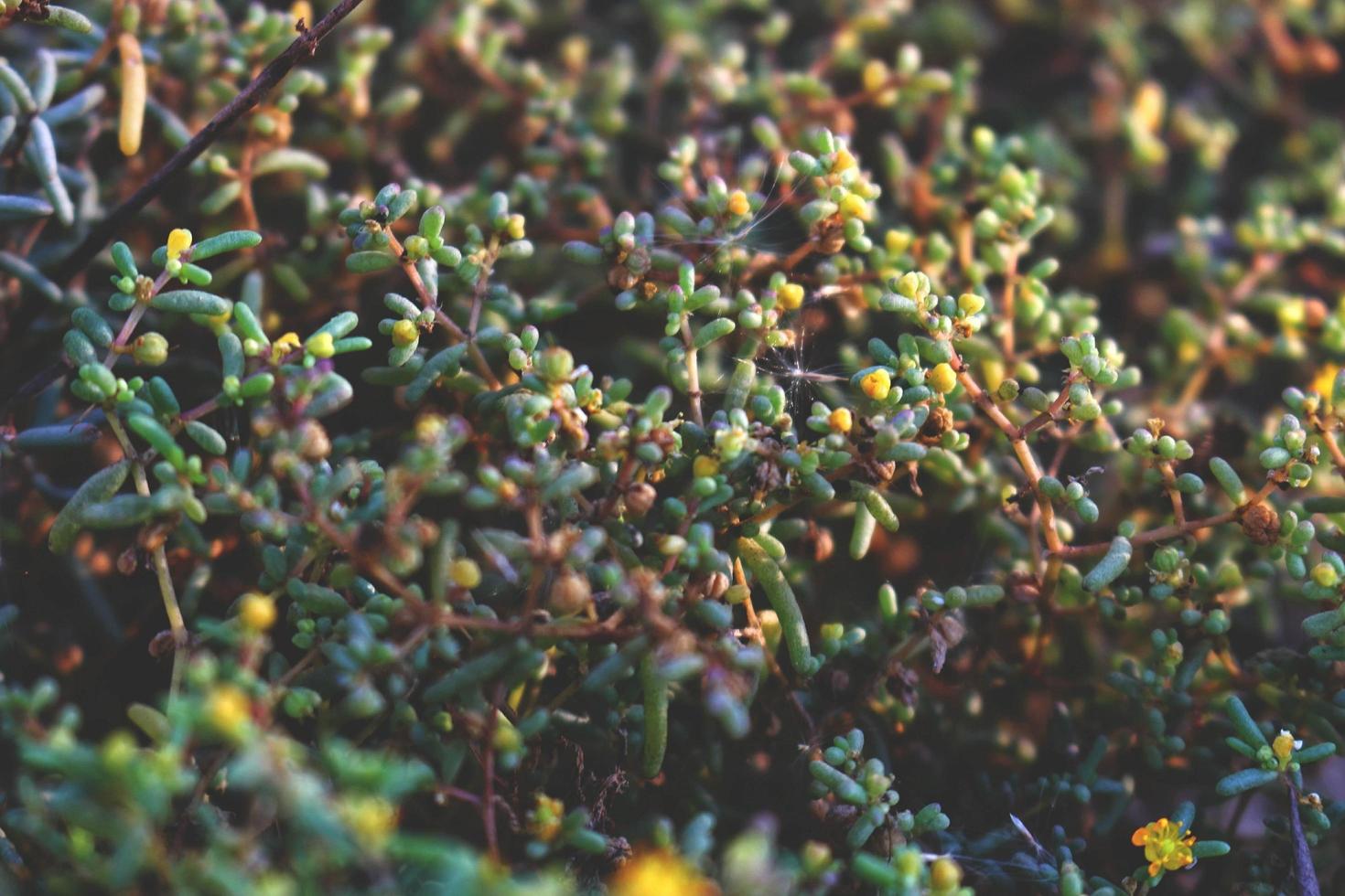 Closeup Of Bushes and Twigs In Garden Under Sunlight in Karachi Pakistan 2022 photo