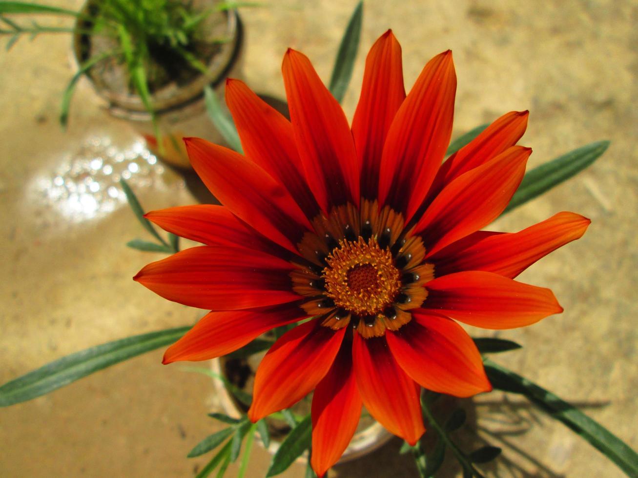 Closeup Shots Of Bright Colorful Flowers in Botanical Garden in Karachi Pakistan 2022 photo