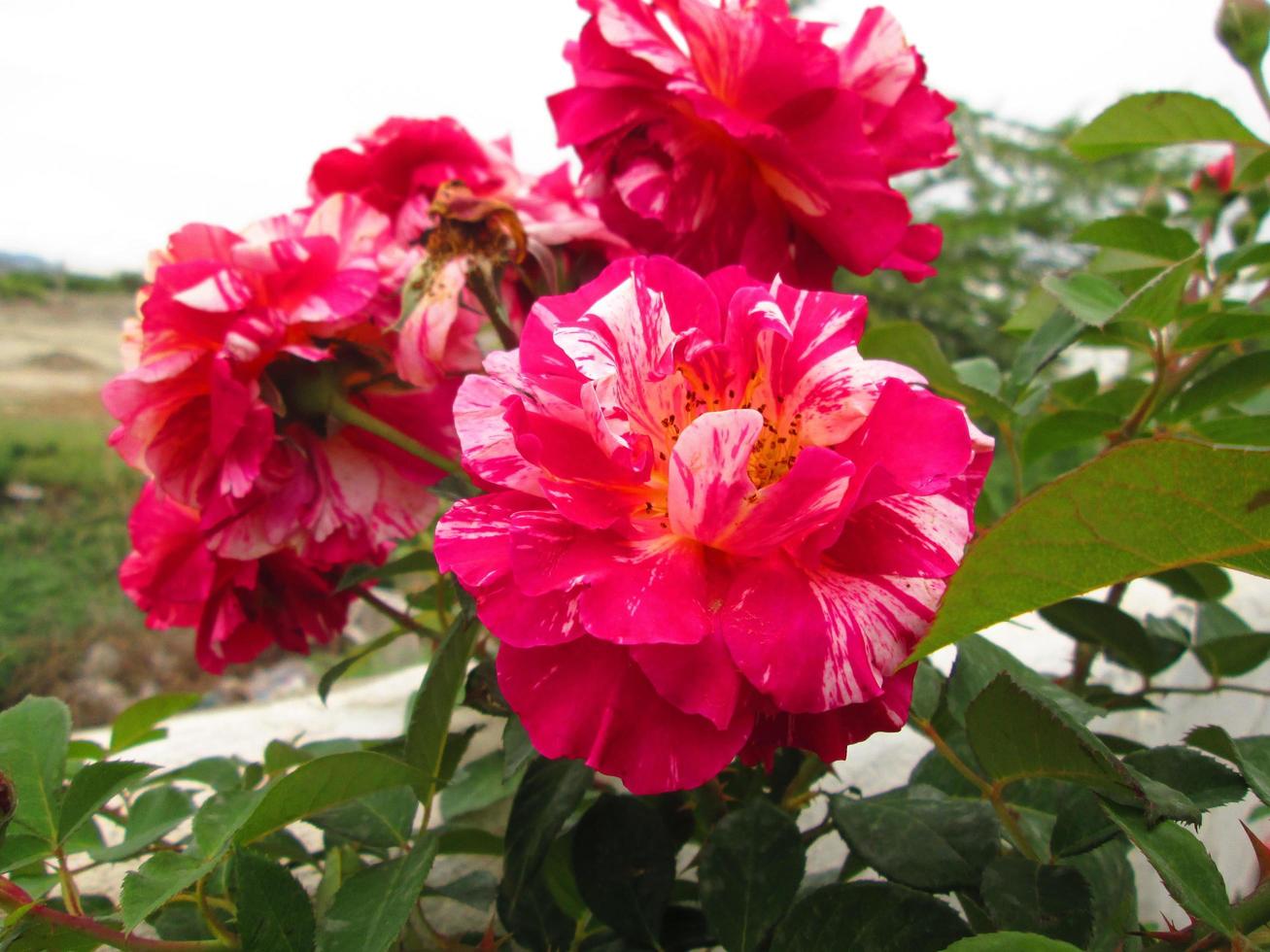 Closeup Shots Of Bright Colorful Flowers in Botanical Garden in Karachi Pakistan 2022 photo