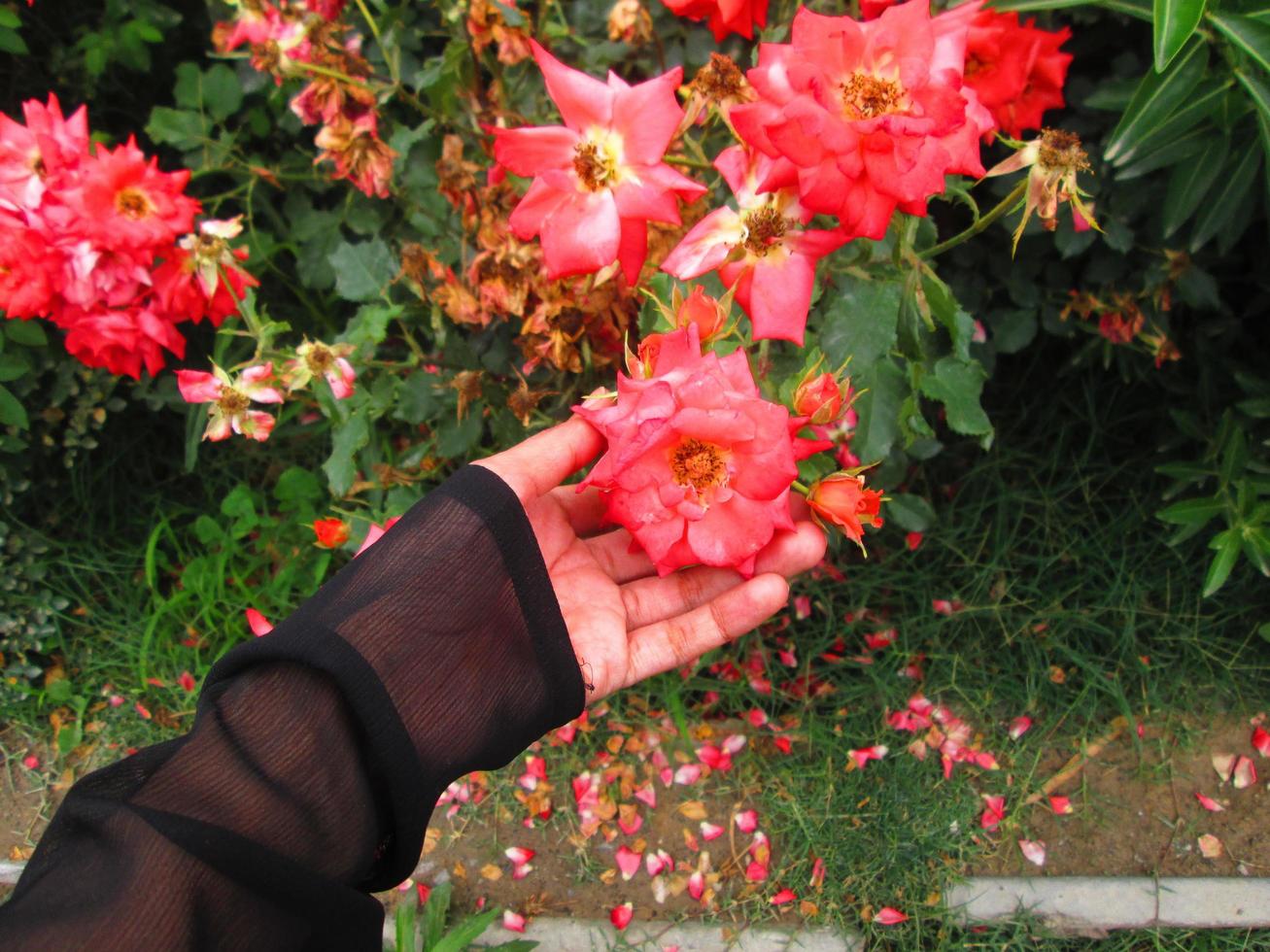 Closeup Shots Of Bright Colorful Flowers in Botanical Garden in Karachi Pakistan 2022 photo
