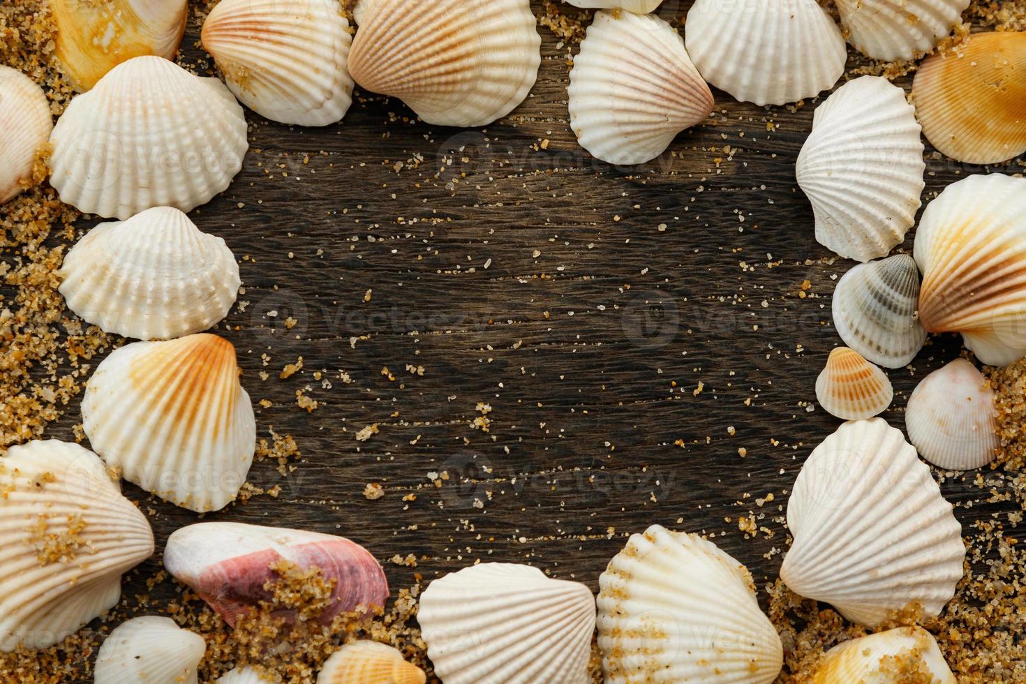 Different seashells and sand photo