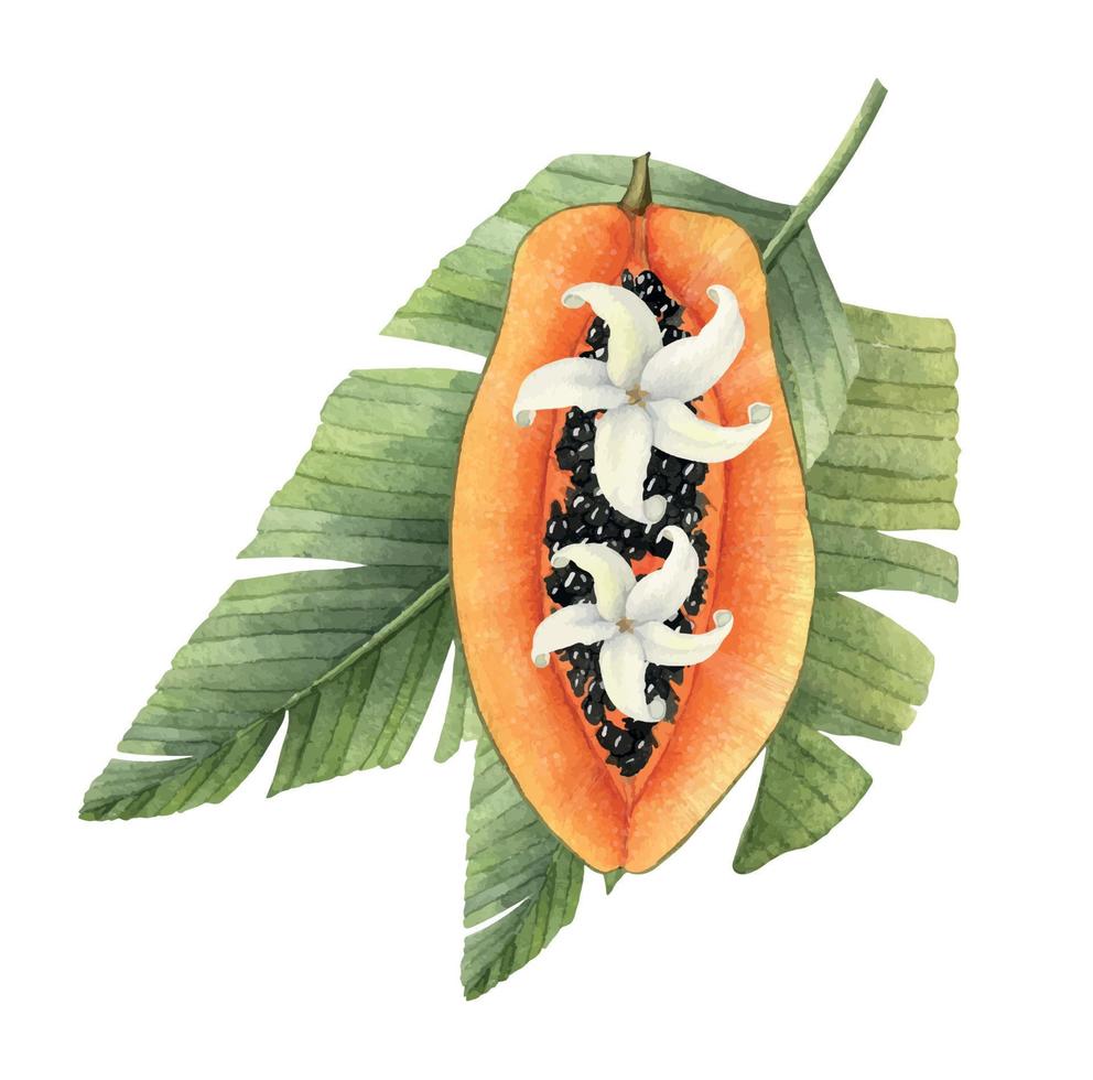 Papaya Fruit with green Palm leaves and white flowers of pawpaw tree. Hand drawn watercolor illustration of exotic tropical plant. Drawing of Juice food on isolated background for production label vector