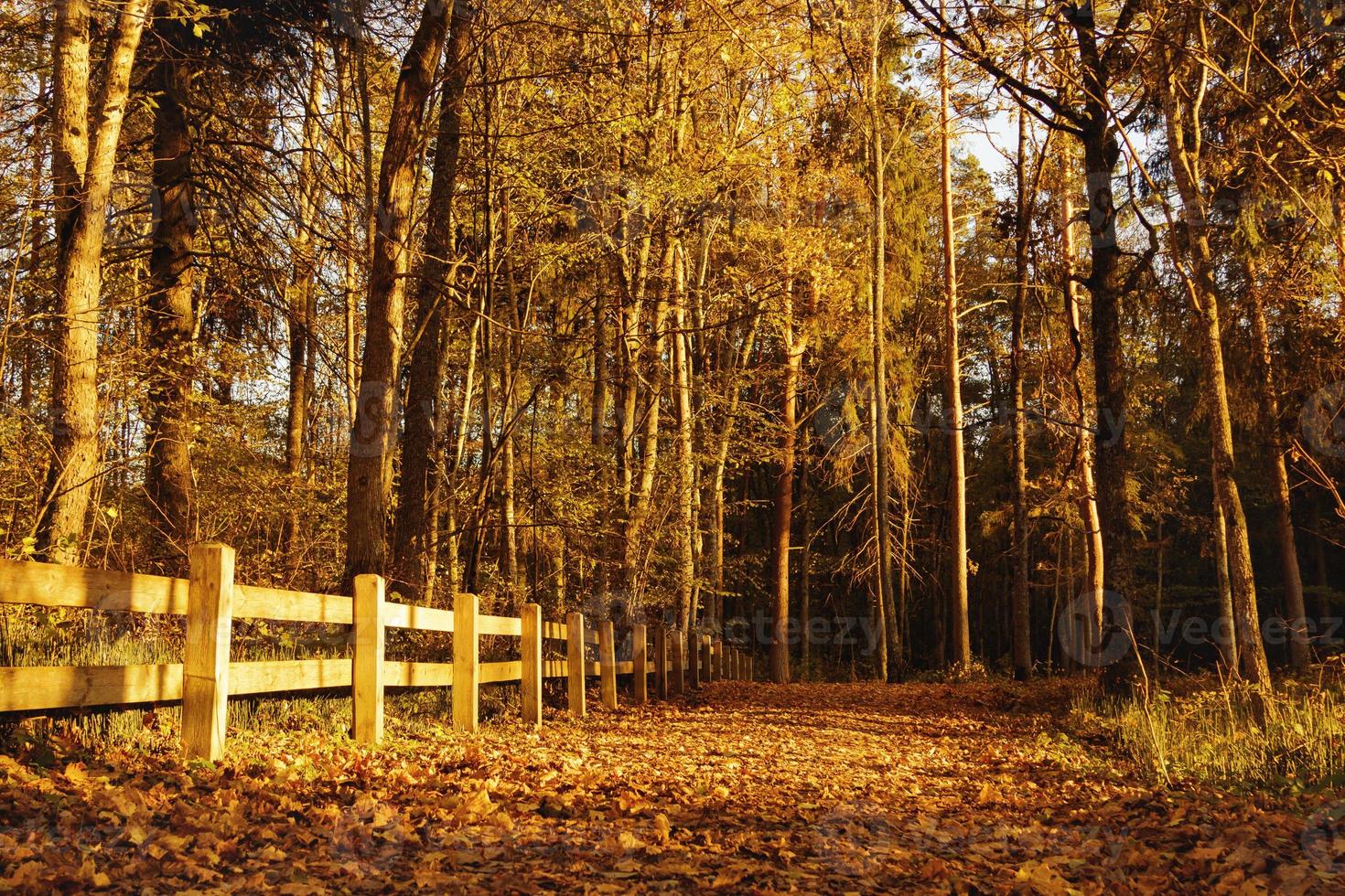 Landscape of autumn park at warm sunny day photo