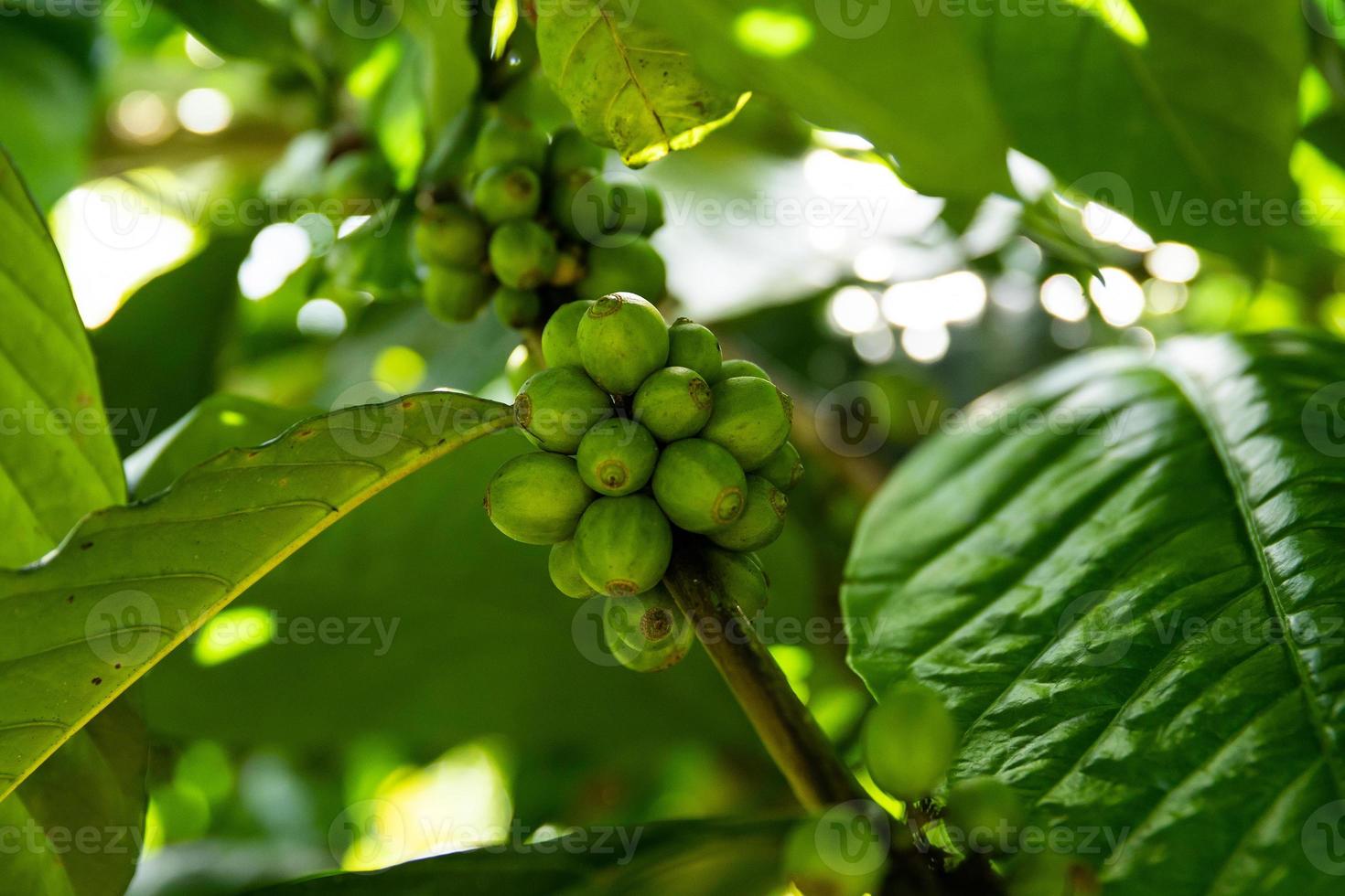 Coffee beans on the bush at plantation photo