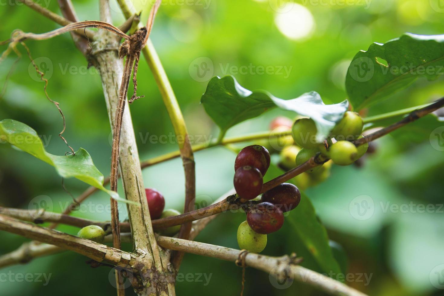 Coffee beans on the bush at plantation photo