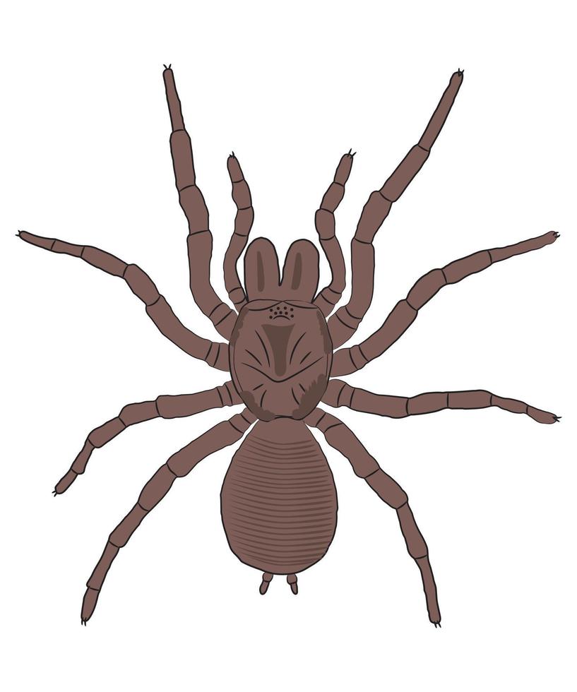 diseño de camiseta de araña.eps vector