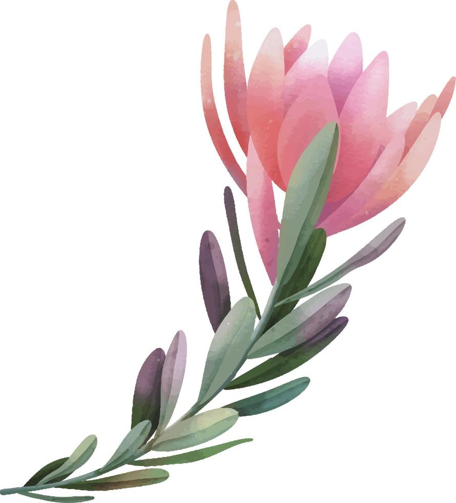 Hand drawn watercolor pink protea flowers, isolated illustration on a white background vector