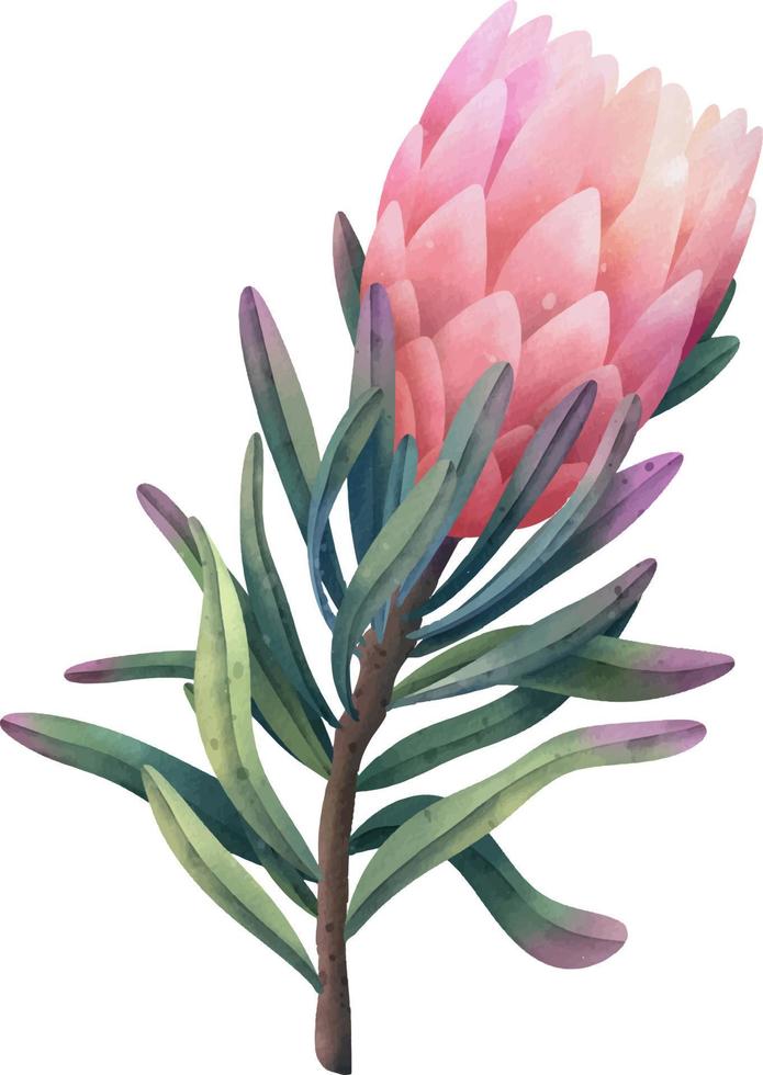 Hand drawn watercolor pink protea flowers, isolated illustration on a white background vector