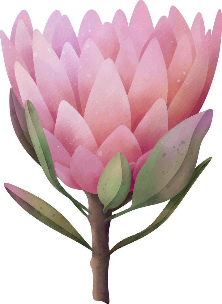 Hand drawn watercolor pink protea flowers, isolated illustration on a white background vector