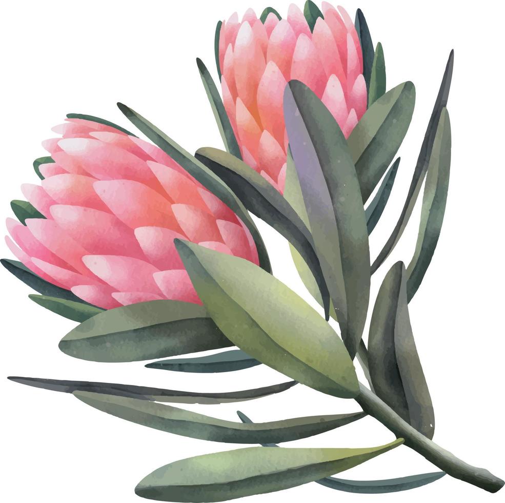 flores de protea rosa acuarela dibujadas a mano, ilustración aislada en un fondo blanco vector