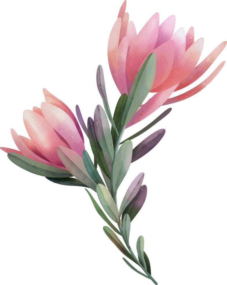 flores de protea rosa acuarela dibujadas a mano, ilustración aislada en un fondo blanco vector