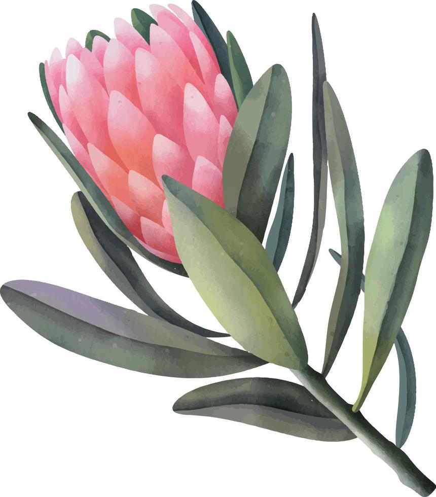 flores de protea rosa acuarela dibujadas a mano, ilustración aislada en un fondo blanco vector