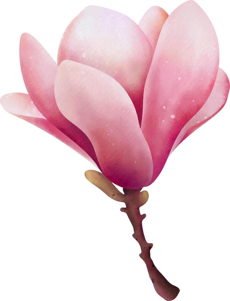 Hand drawn watercolor pink magnolia flower, isolated illustration on a white background vector