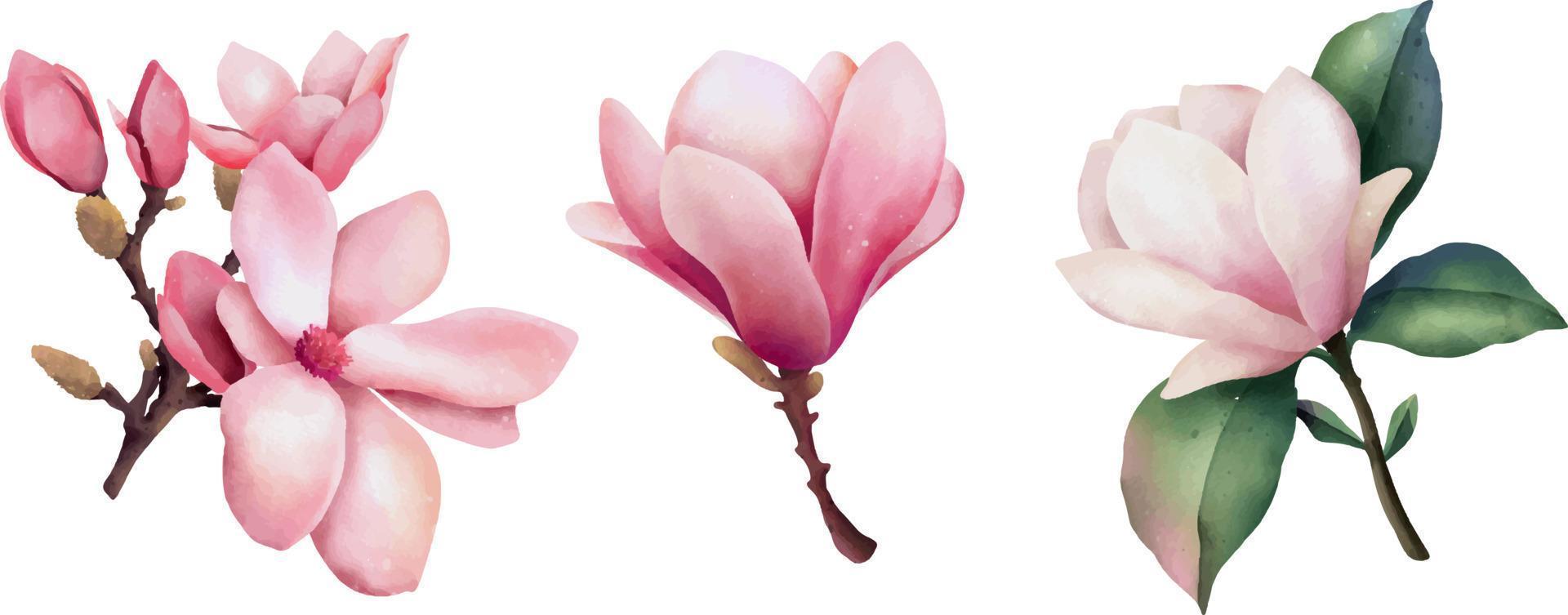 Hand drawn watercolor pink magnolia flowers, isolated illustration on a white background vector