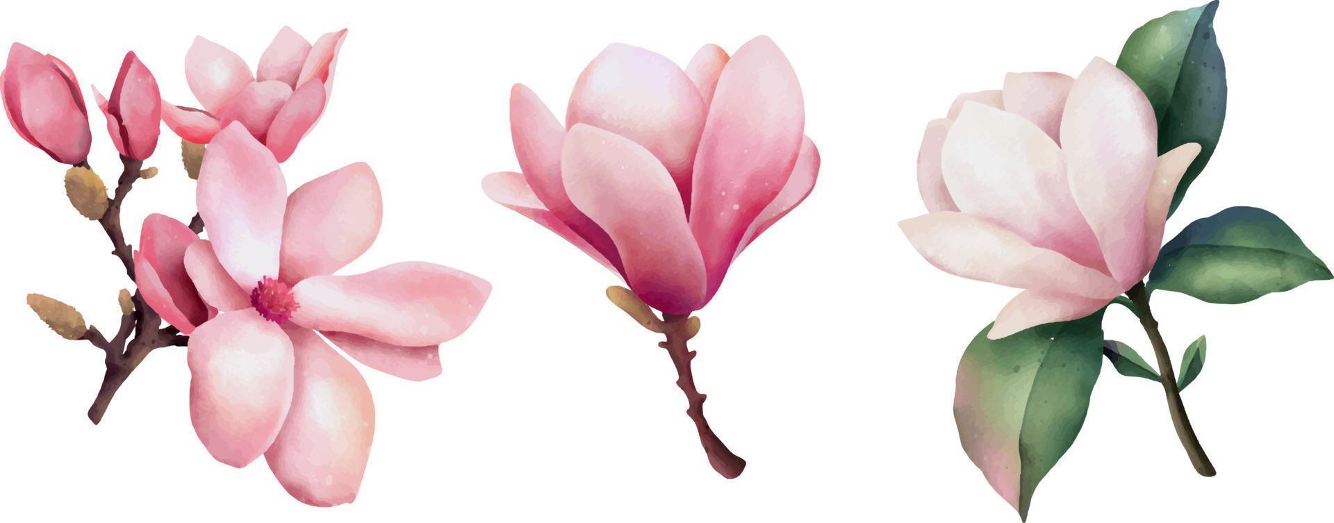 flores de magnolia rosa acuarela dibujadas a mano, ilustración aislada en un fondo blanco vector